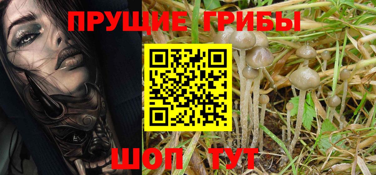 Галлюциногенные грибы MAGIC MUSHROOMS  Вход с VPN  Новозыбков 